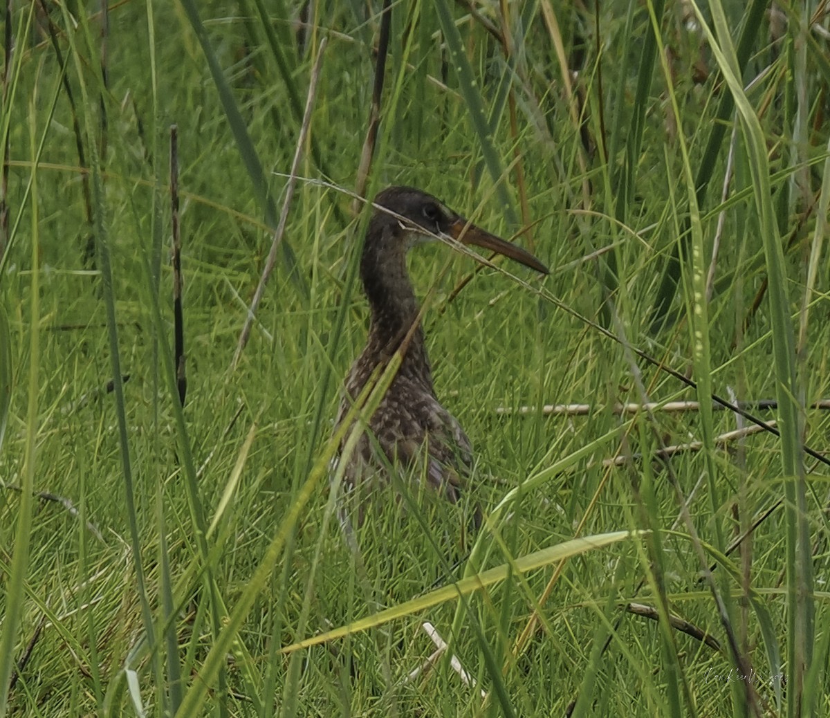 Clapper Rail - ML638296475