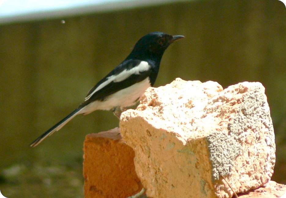 Madagascar Magpie-Robin - ML638296480