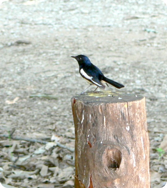 Madagascar Magpie-Robin - ML638296481