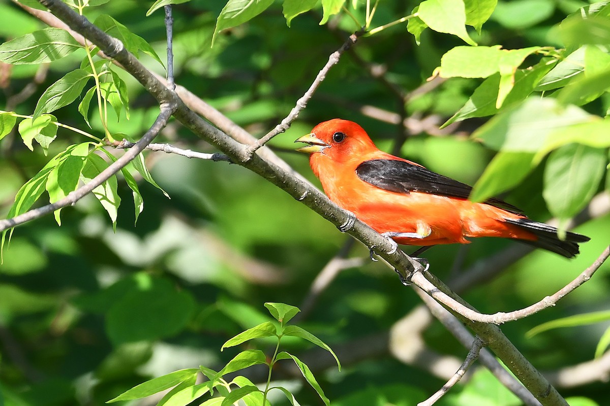 Scarlet Tanager - ML638296490