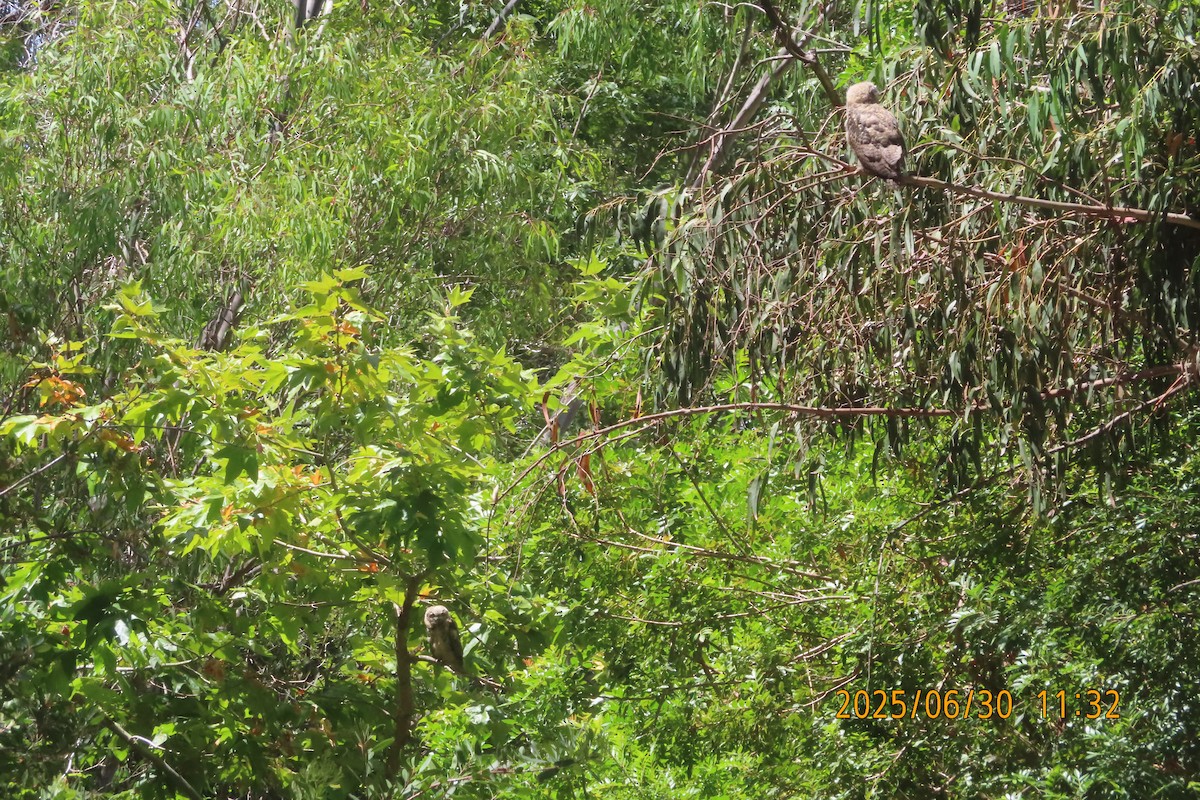 Great Horned Owl - ML638296495