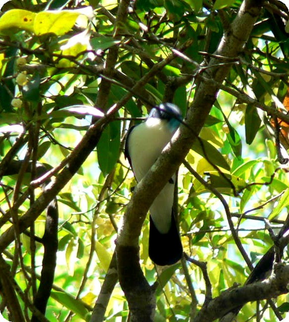 Madagascar Blue Vanga - ML638296499