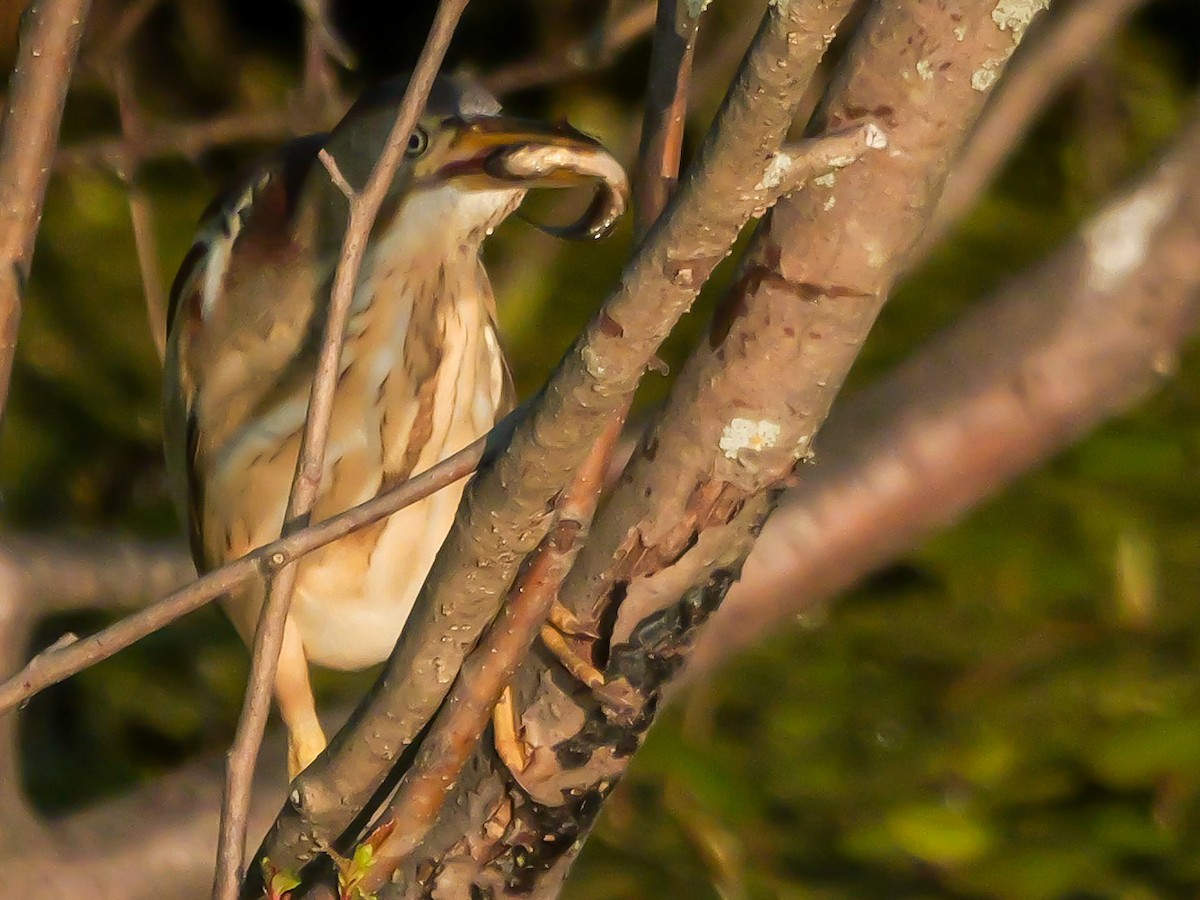 Least Bittern - ML638296501