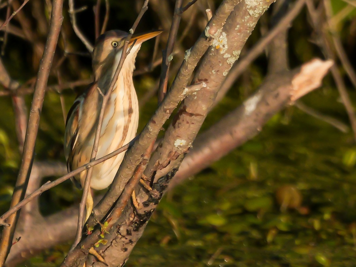 Least Bittern - ML638296502