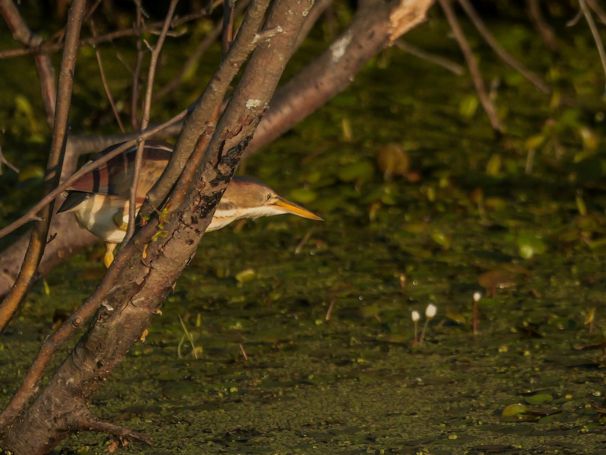 Least Bittern - ML638296503