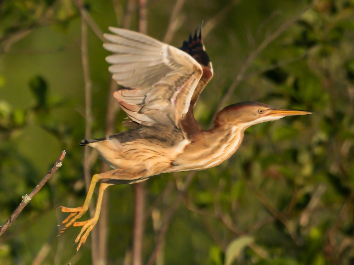 Least Bittern - ML638296504