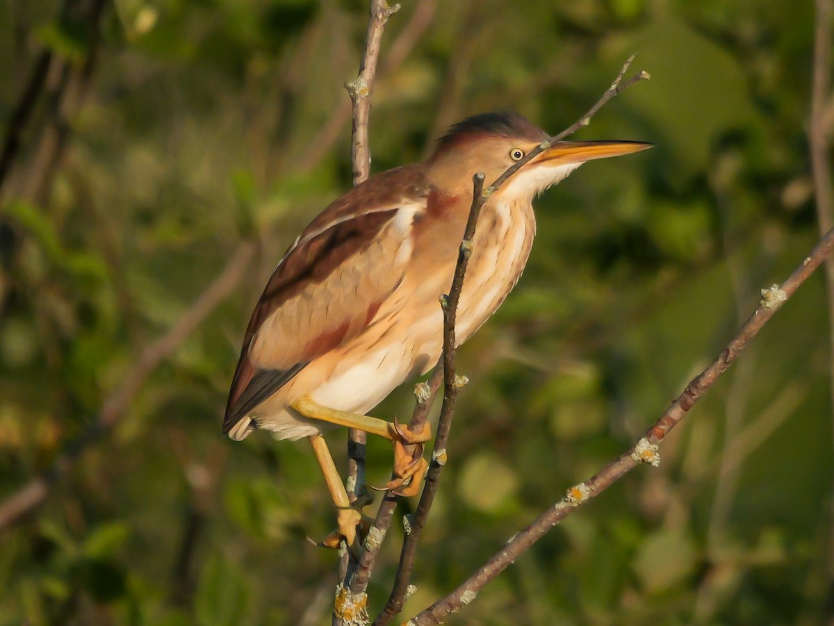 Least Bittern - ML638296505