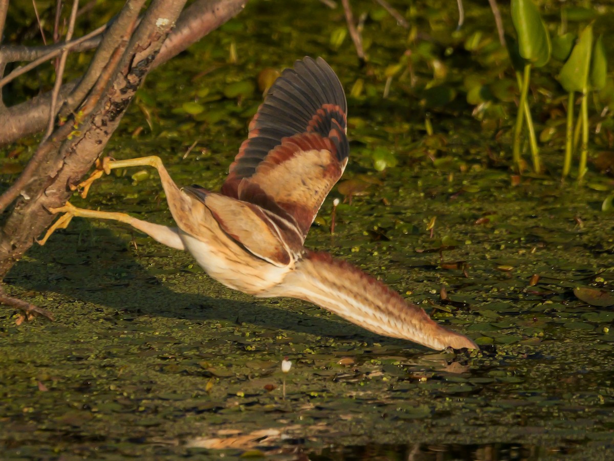 Least Bittern - ML638296506
