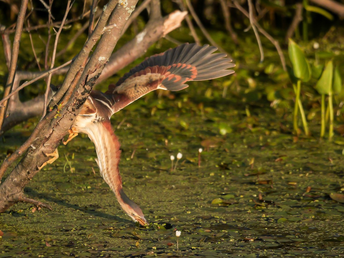 Least Bittern - ML638296507