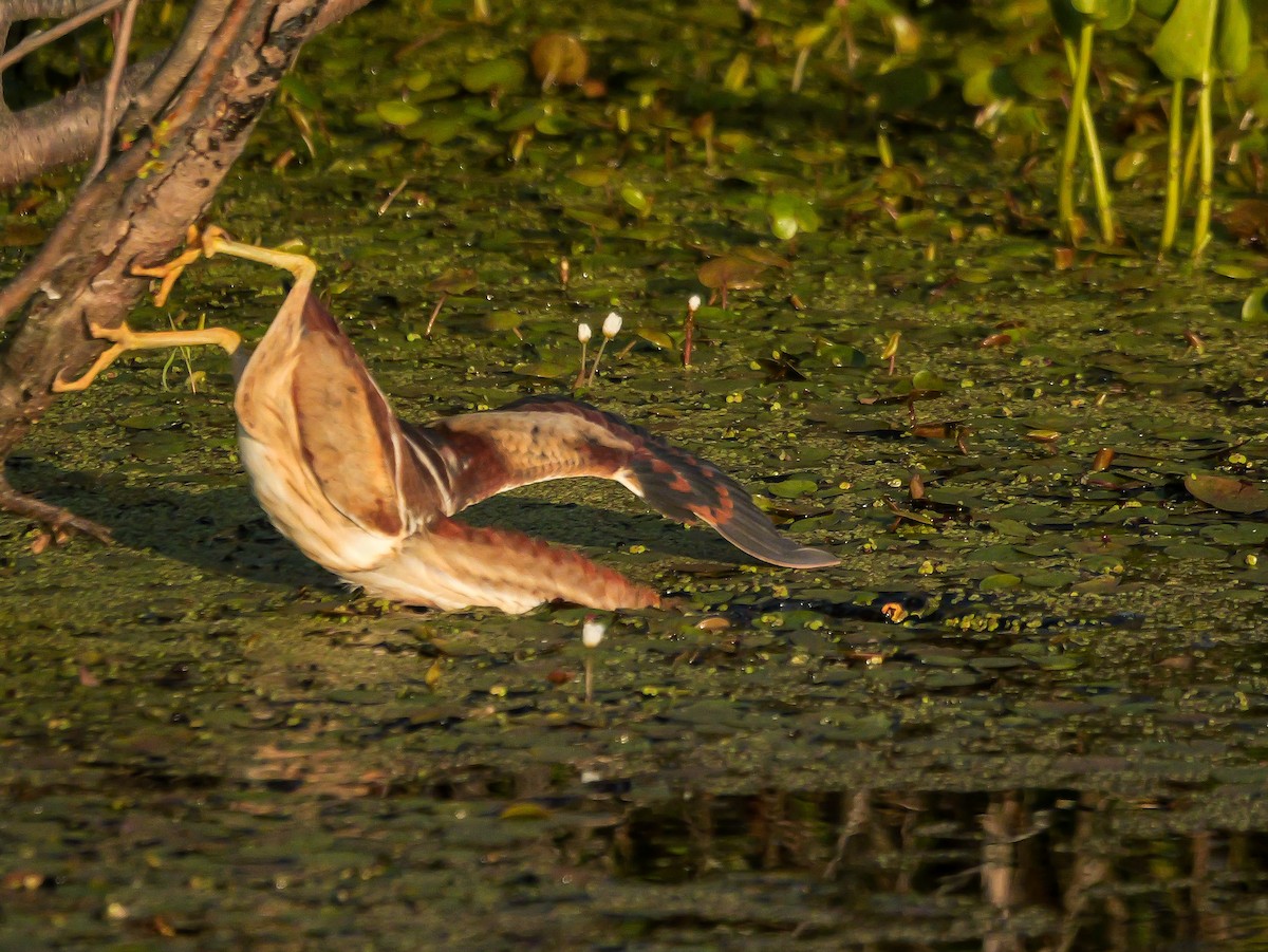 Least Bittern - ML638296508