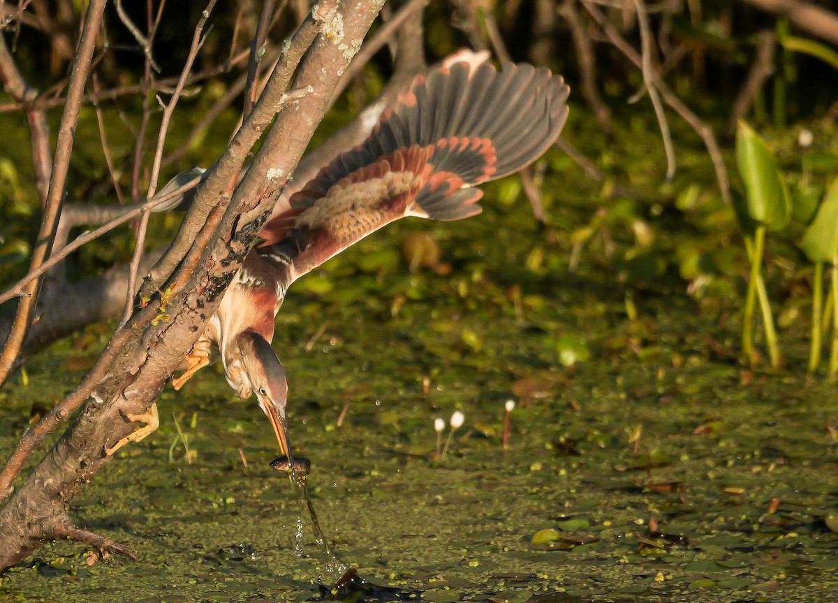 Least Bittern - ML638296509