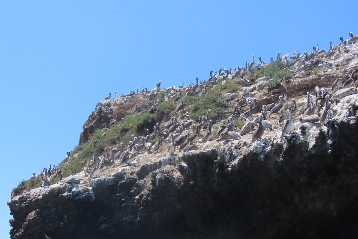 Brown Pelican - ML638296511
