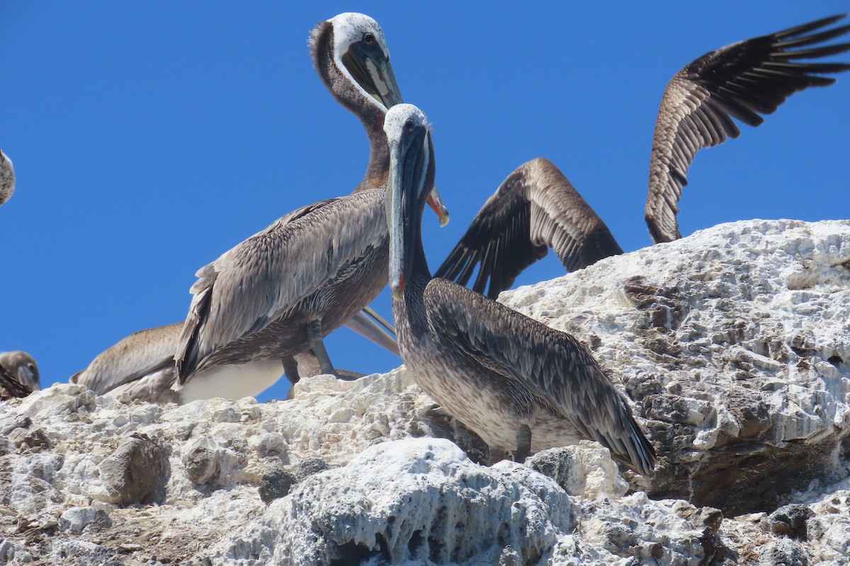 Brown Pelican - ML638296512