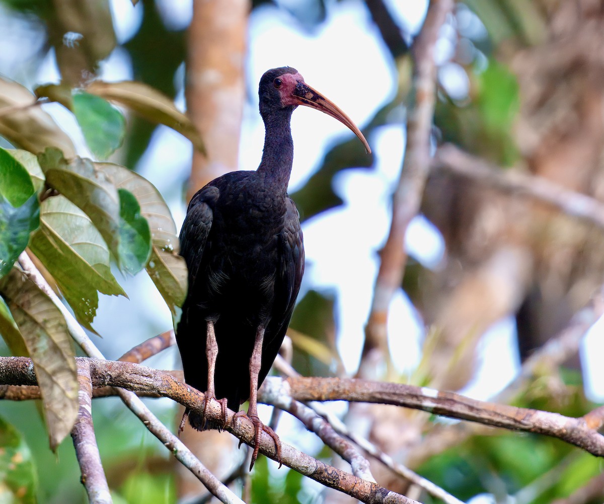 Bare-faced Ibis - ML638296513