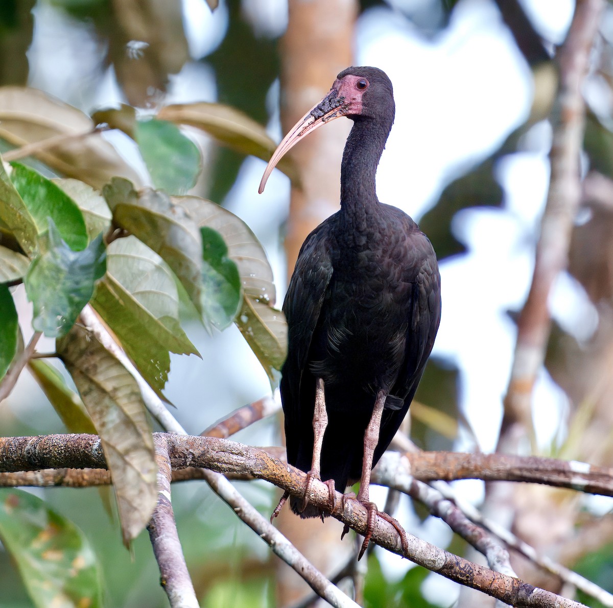 Bare-faced Ibis - ML638296514