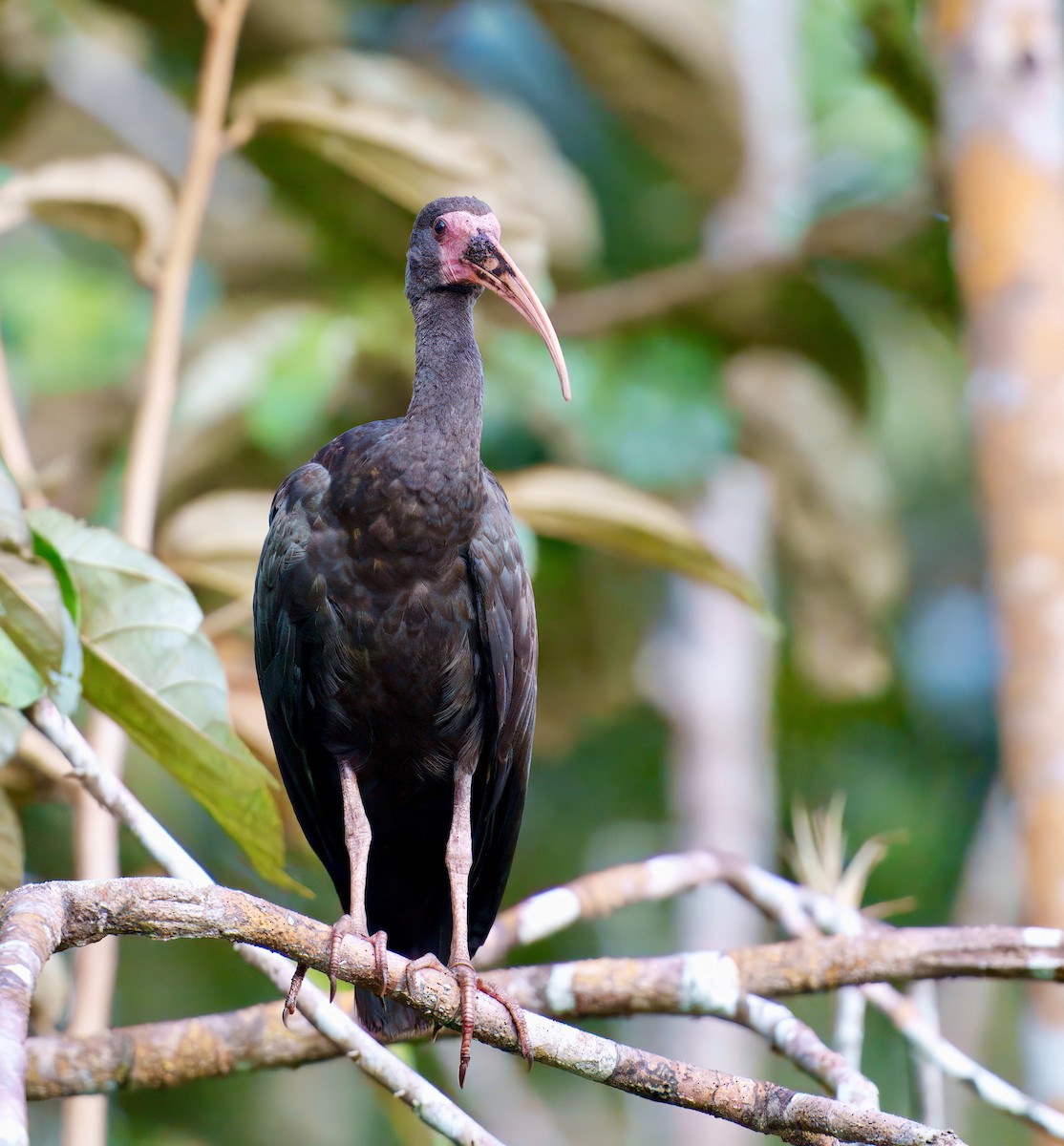 Bare-faced Ibis - ML638296515