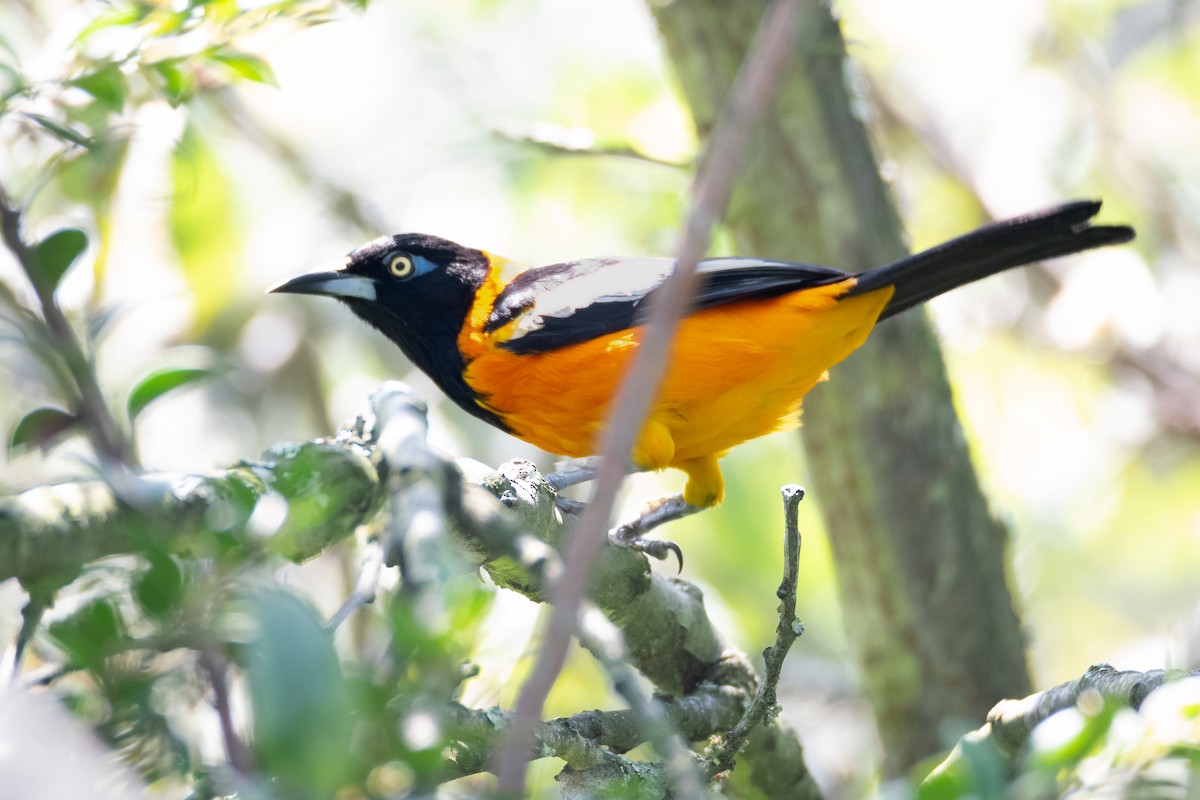 Venezuelan Troupial - ML638296523
