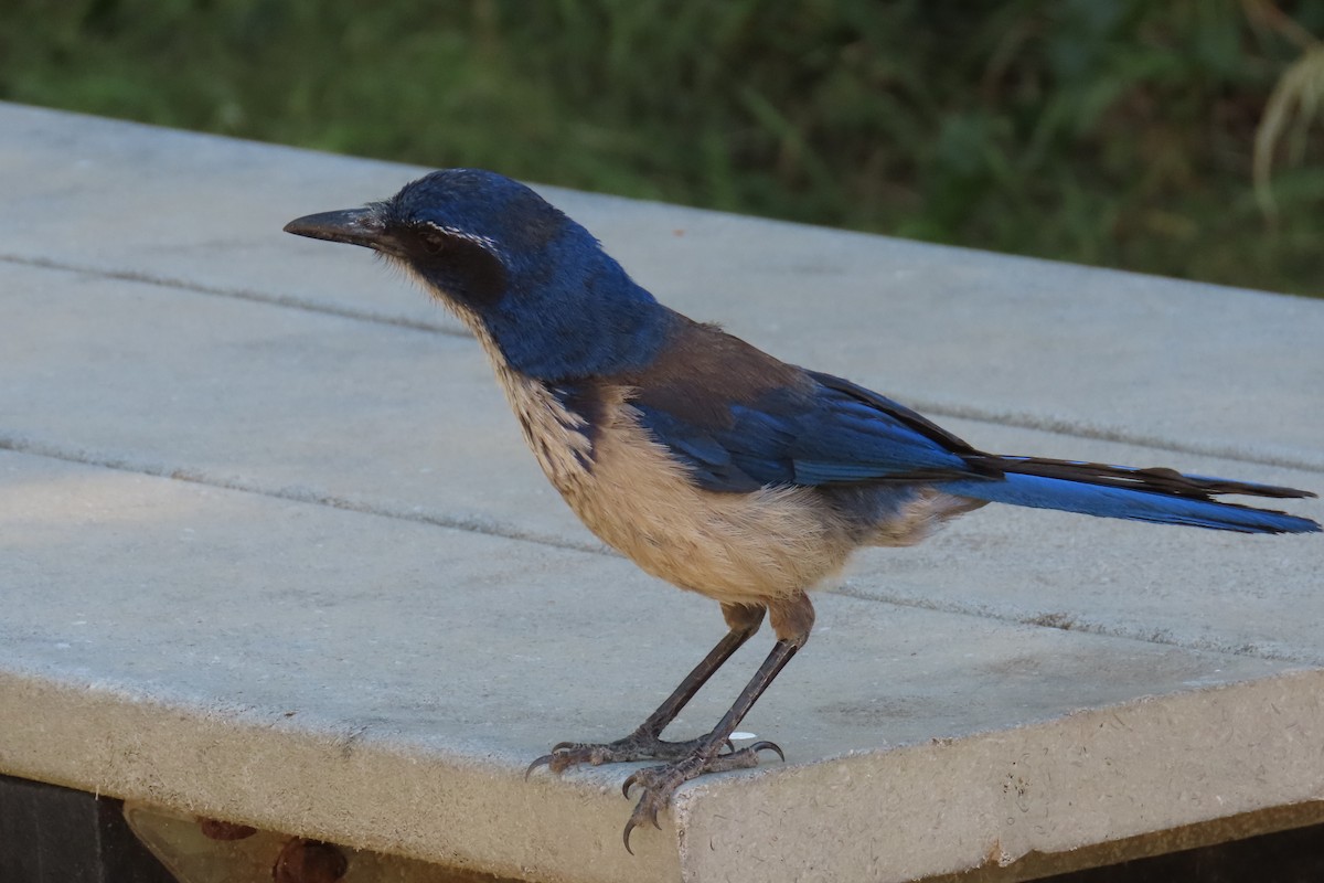 Island Scrub-Jay - ML638296525