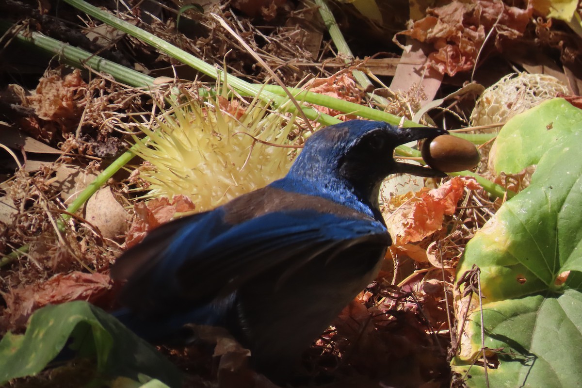 Island Scrub-Jay - ML638296526