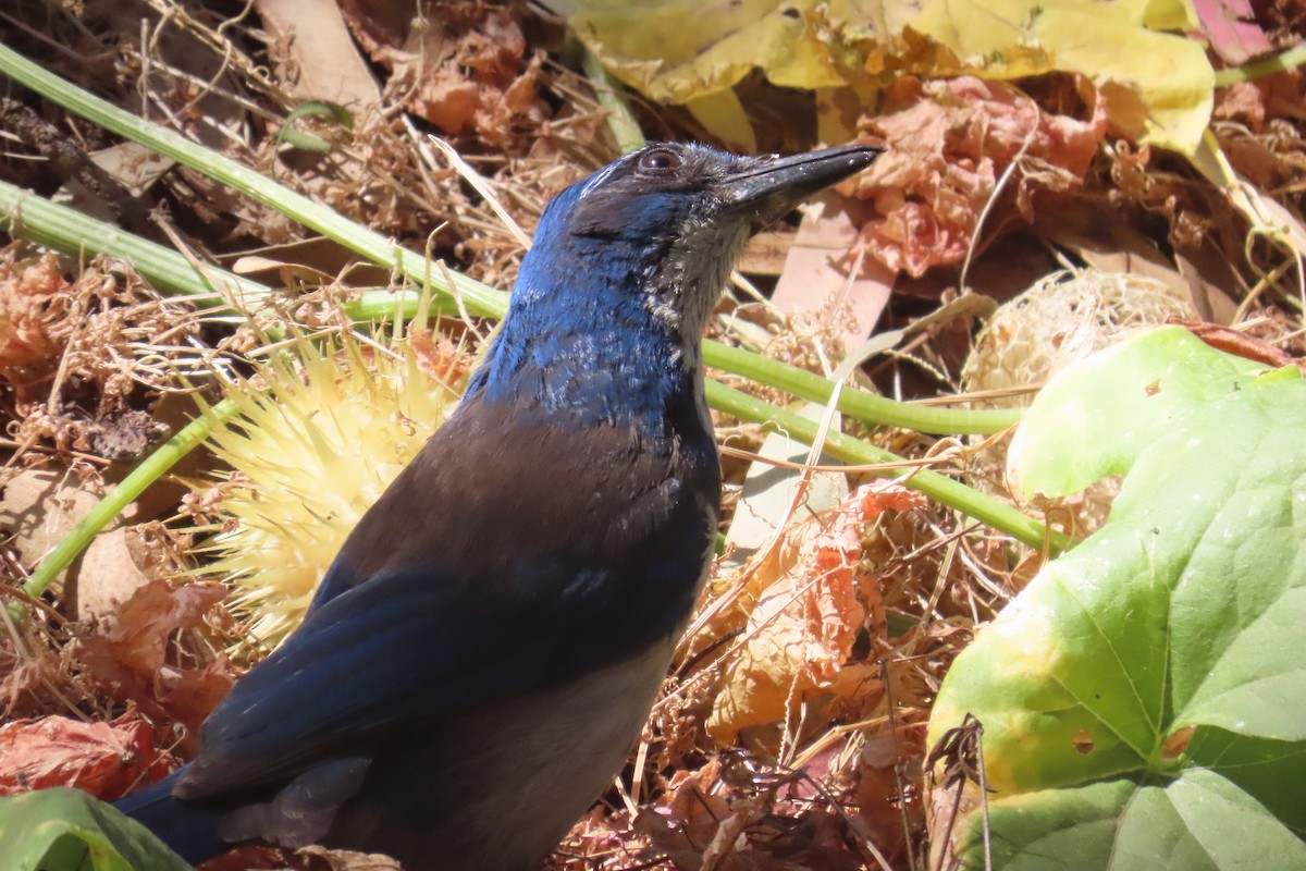 Island Scrub-Jay - ML638296527