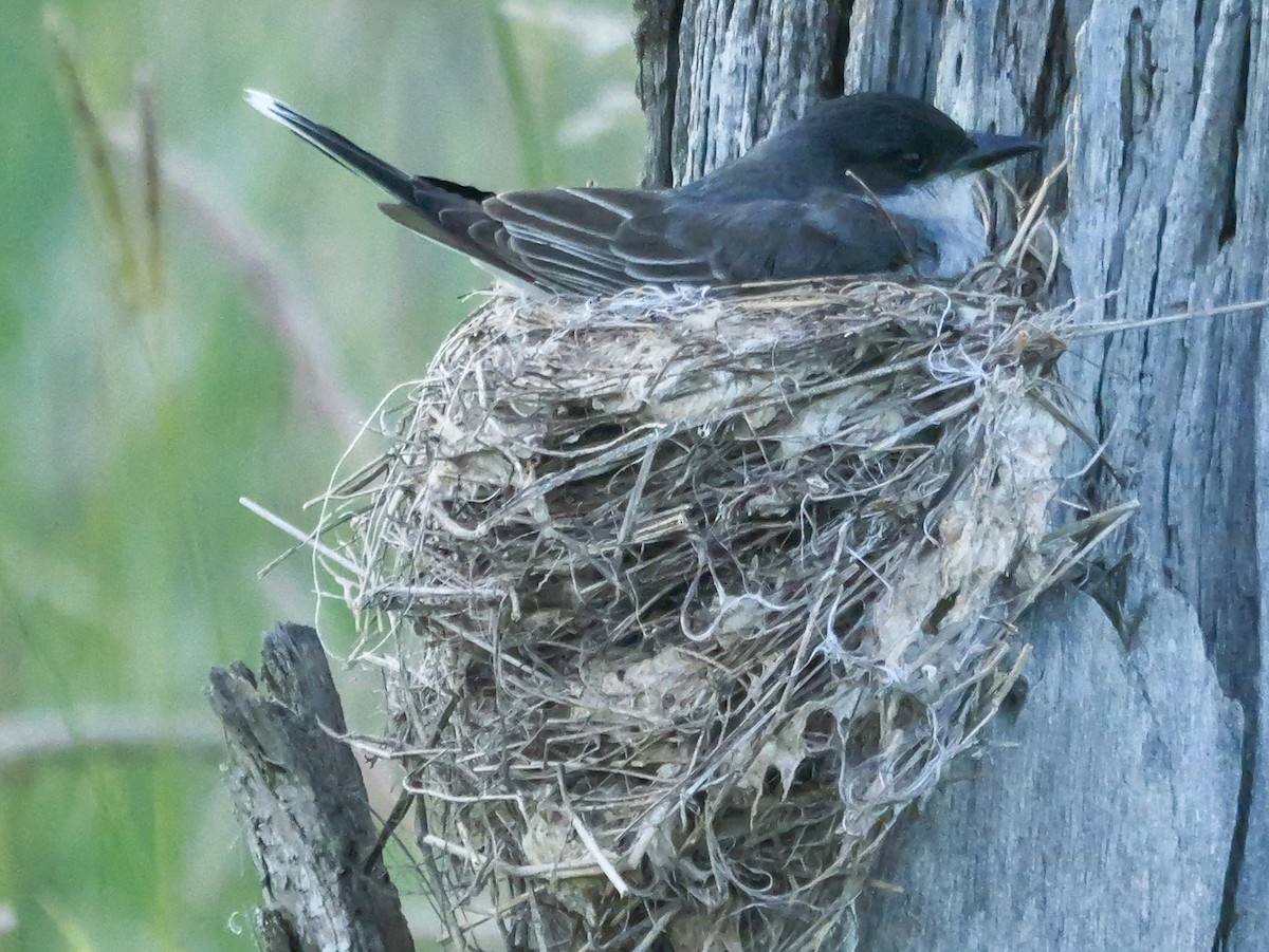 Eastern Kingbird - ML638296532
