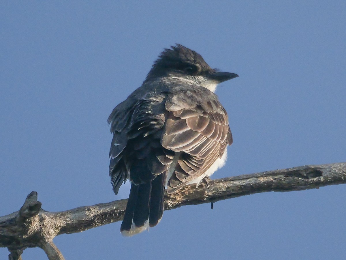 Eastern Kingbird - ML638296533