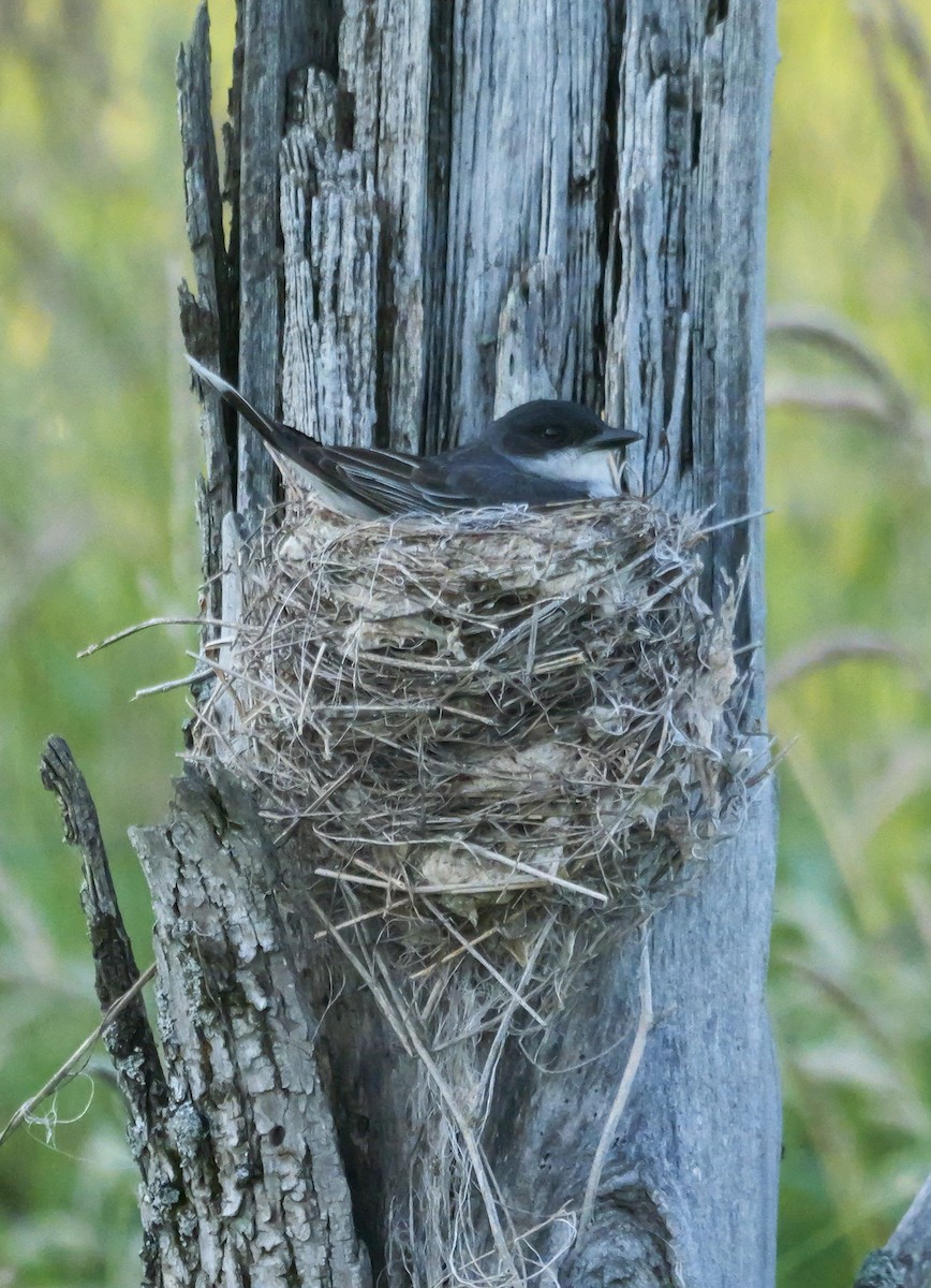 Eastern Kingbird - ML638296534
