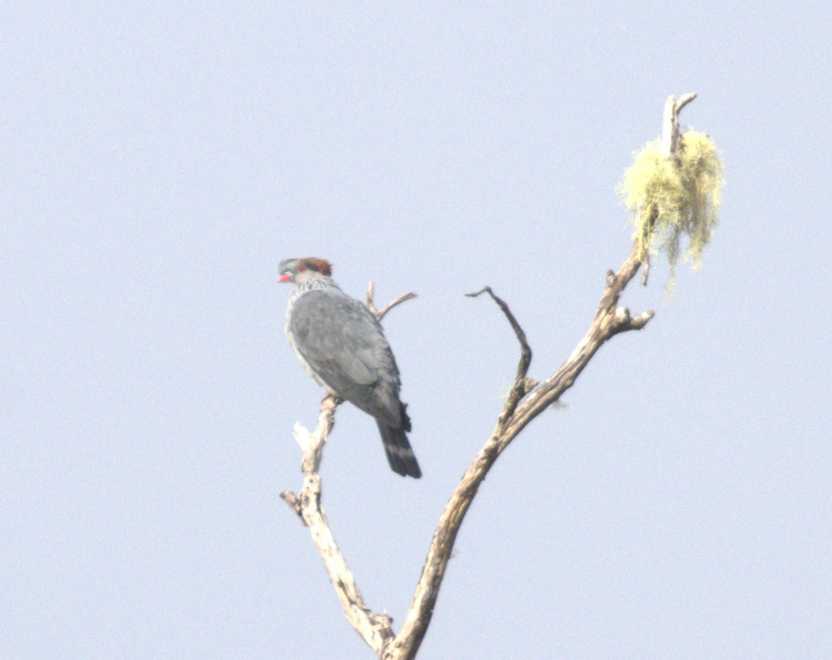 Topknot Pigeon - ML638296535