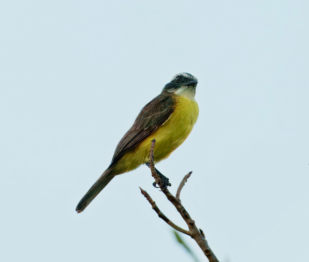 Great Kiskadee - ML638296536