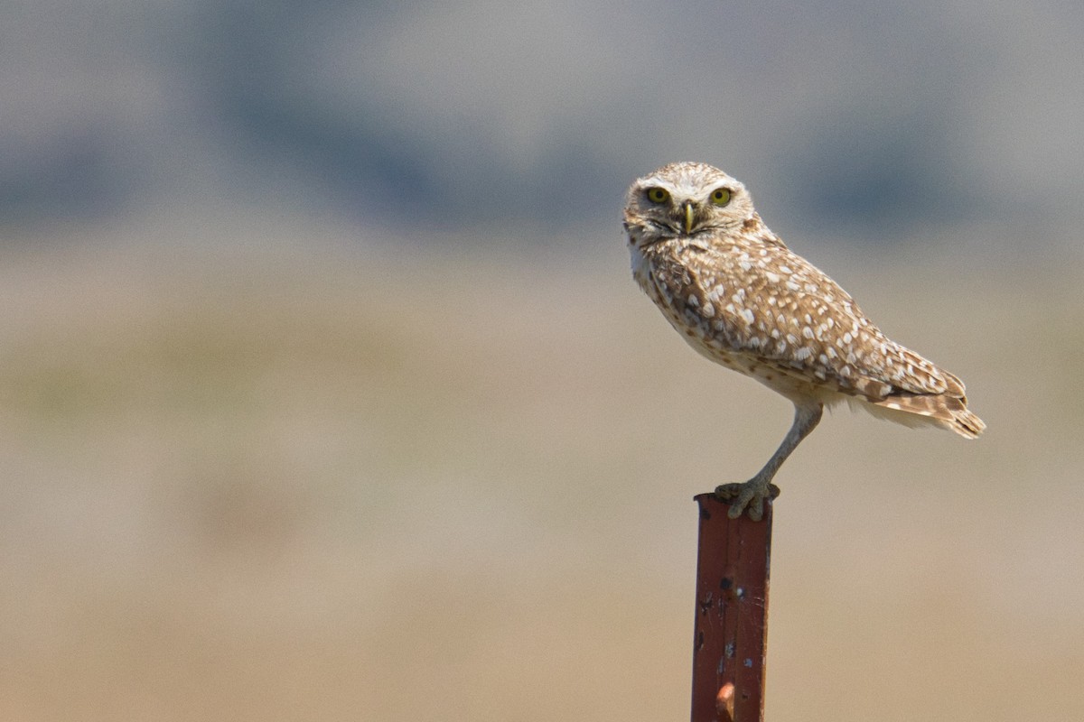 Burrowing Owl - ML638296540