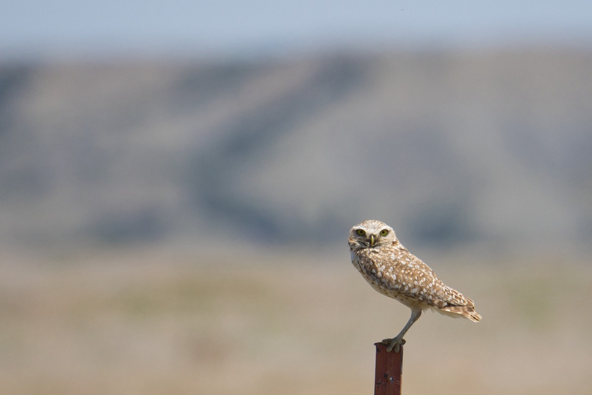 Burrowing Owl - ML638296541