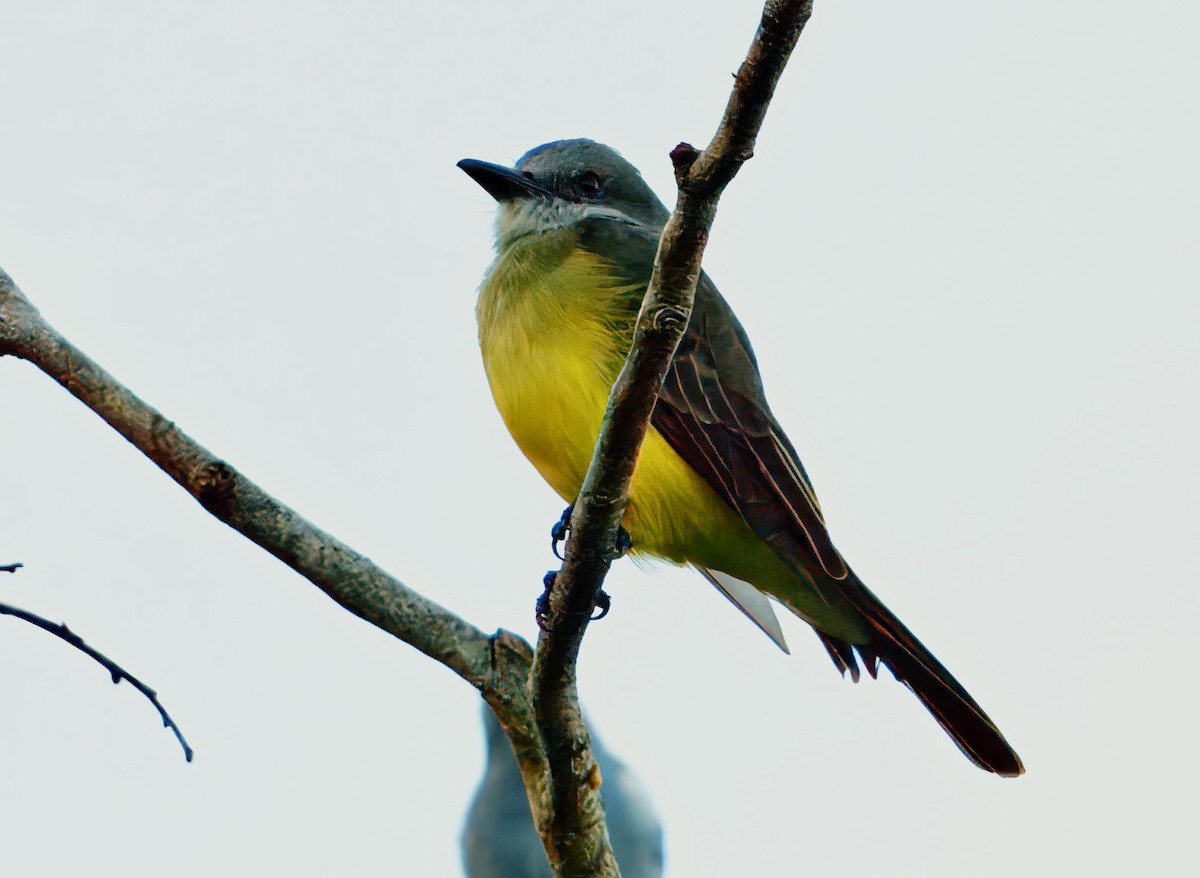 Tropical Kingbird - ML638296542