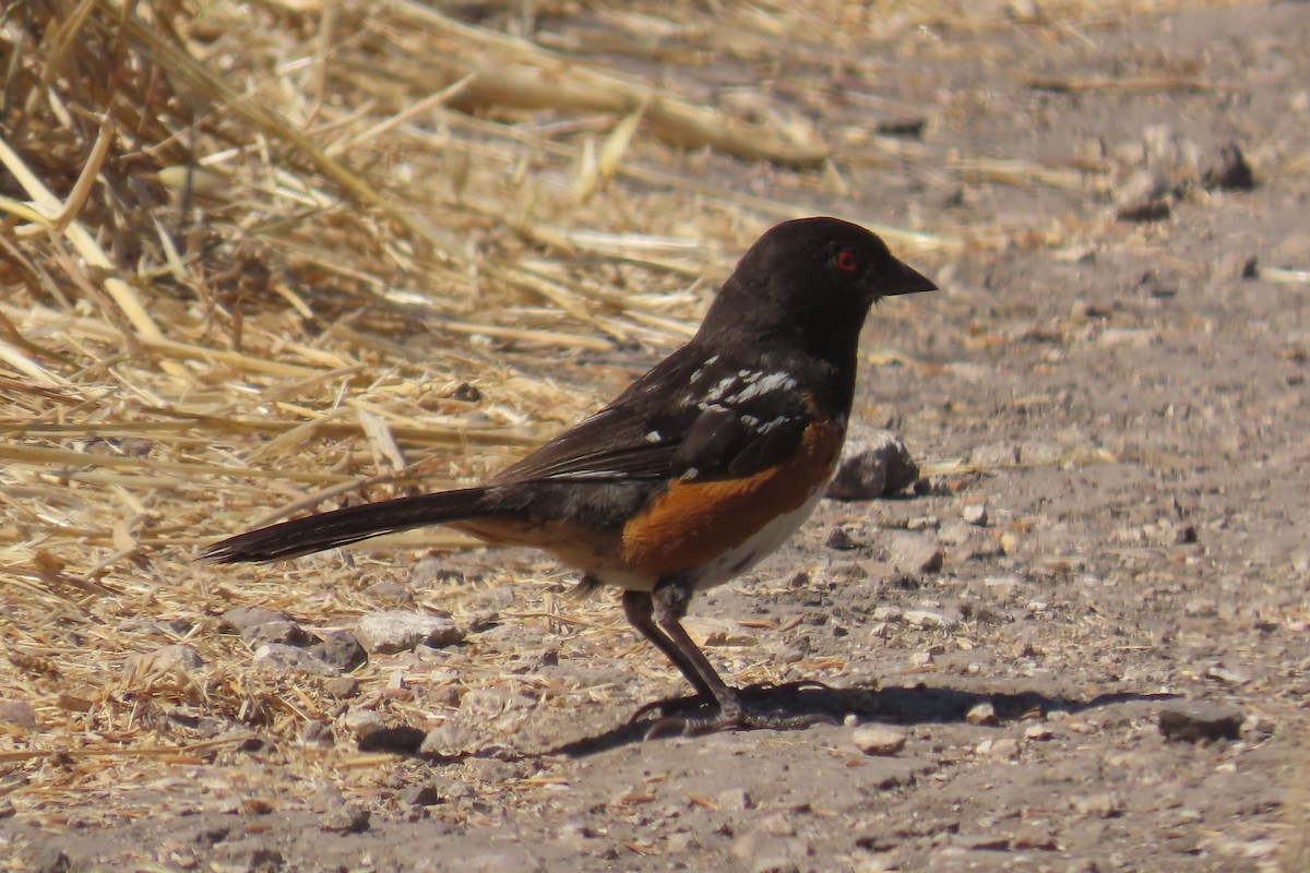 Spotted Towhee - ML638296544