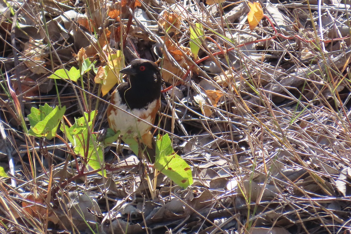 Spotted Towhee - ML638296545