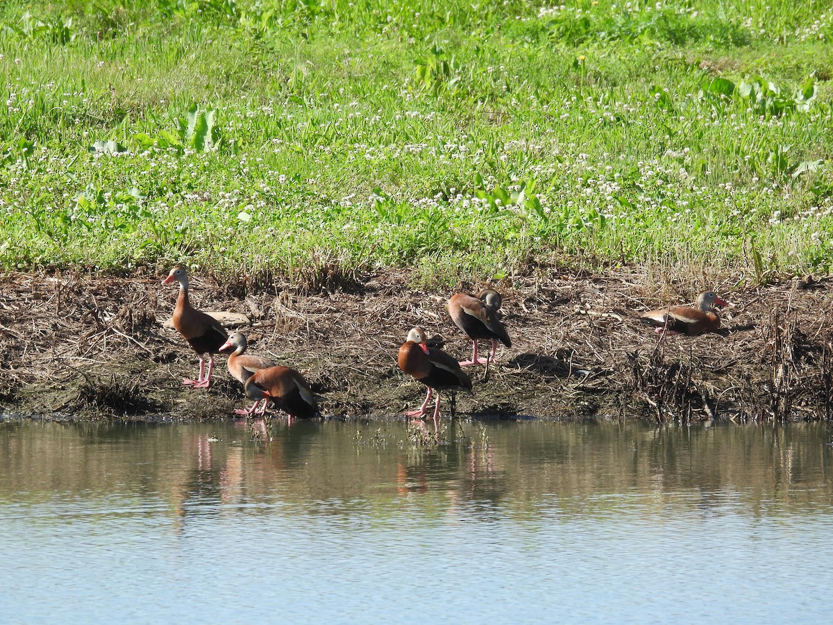 Black-bellied Whistling-Duck - ML638296547