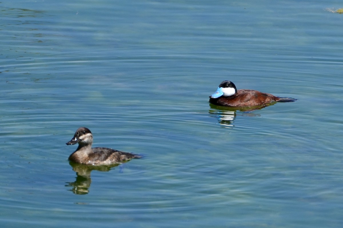 Ruddy Duck - ML638296548