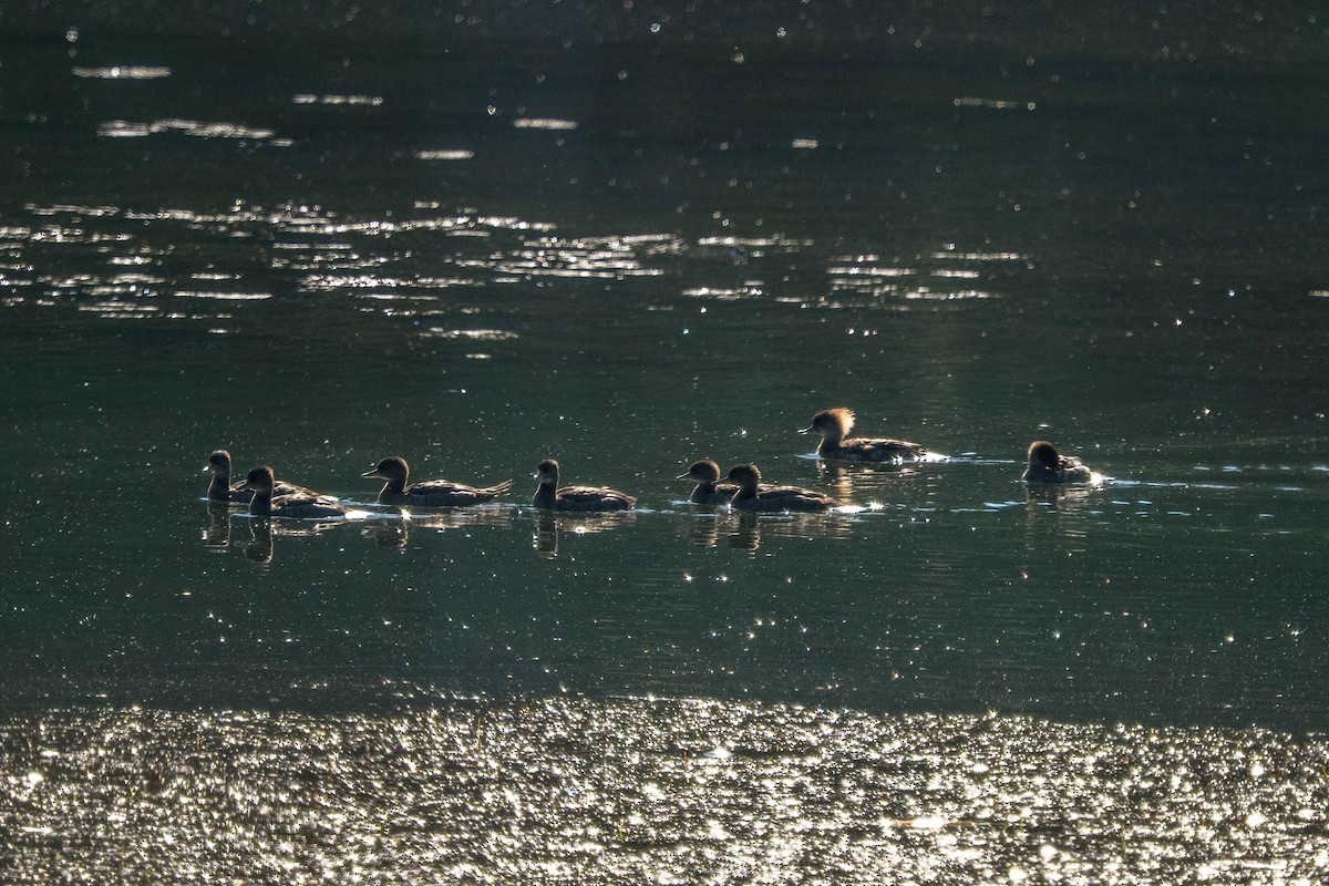 Hooded Merganser - ML638296549