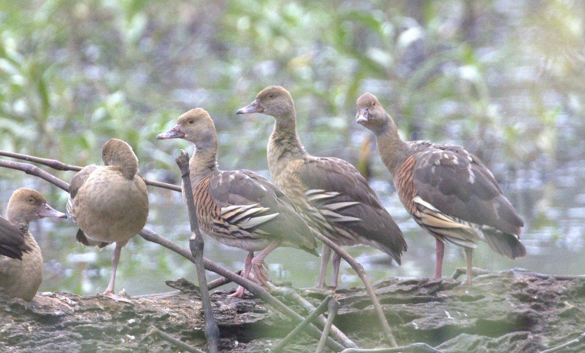 Plumed Whistling-Duck - ML638296550