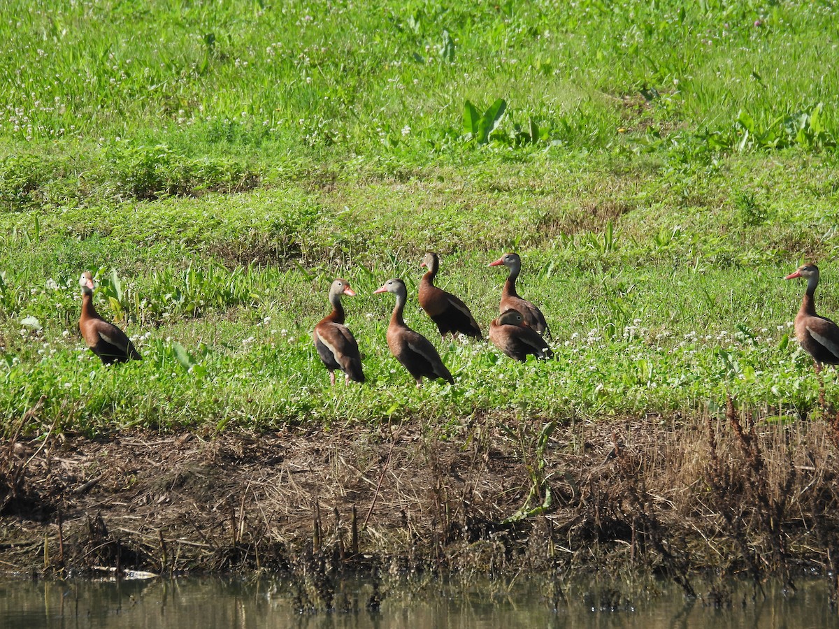Black-bellied Whistling-Duck - ML638296554
