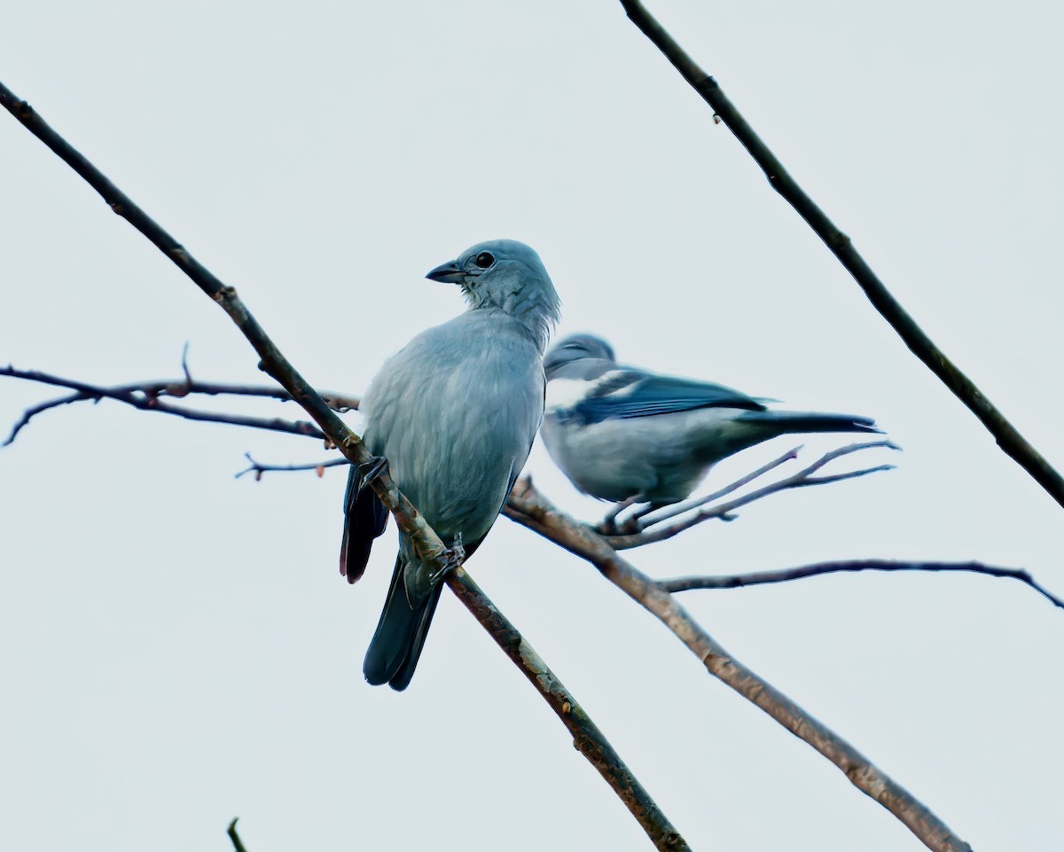 Blue-gray Tanager (White-edged) - ML638296557