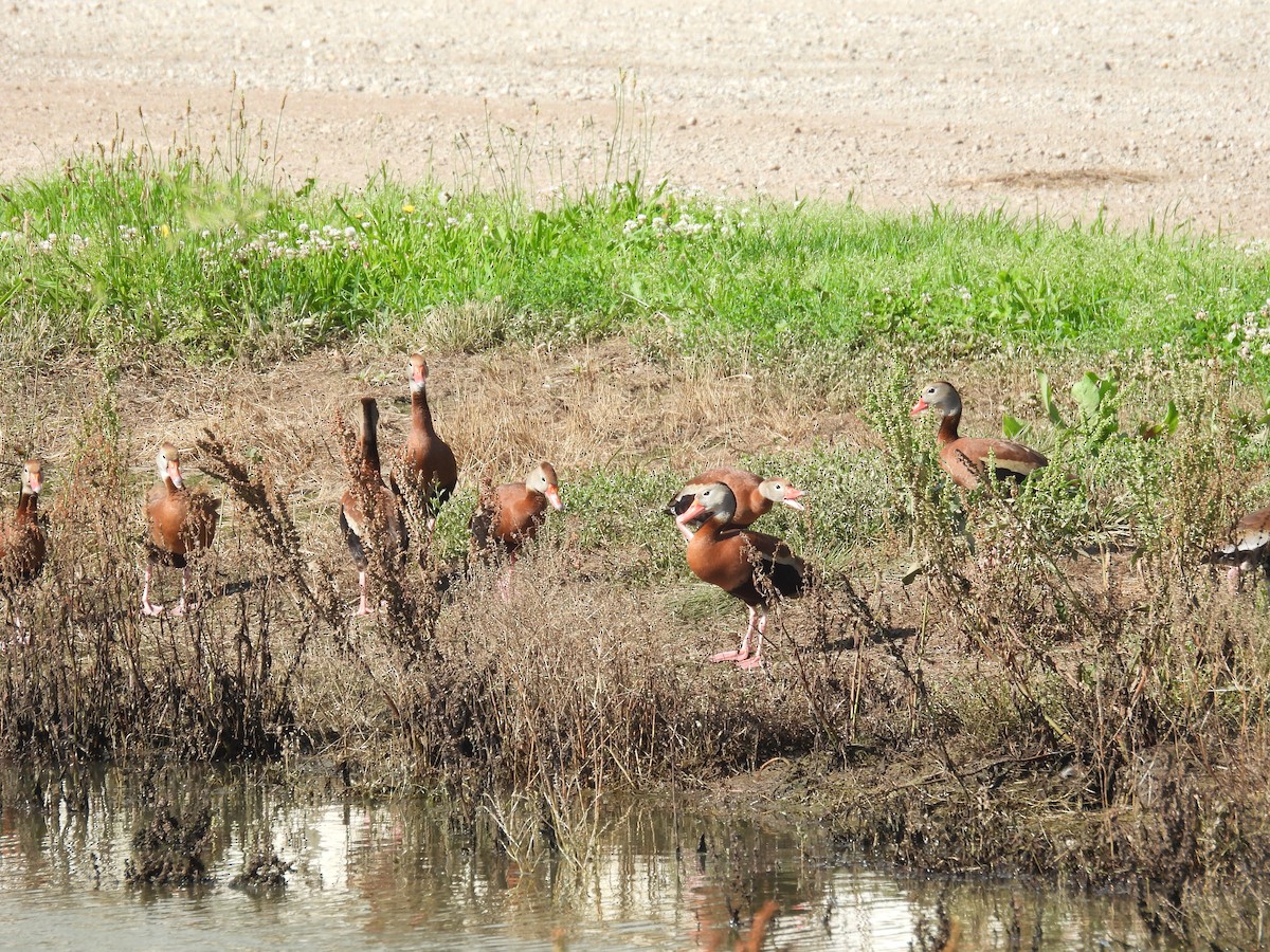 Black-bellied Whistling-Duck - ML638296558