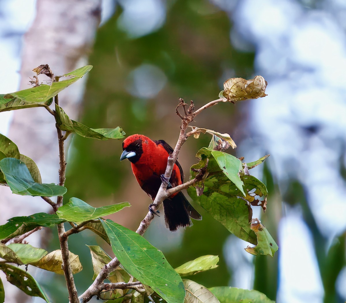 Masked Crimson Tanager - ML638296559
