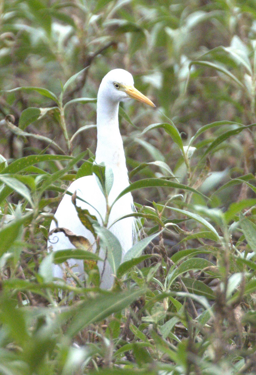 Plumed Egret - ML638296560