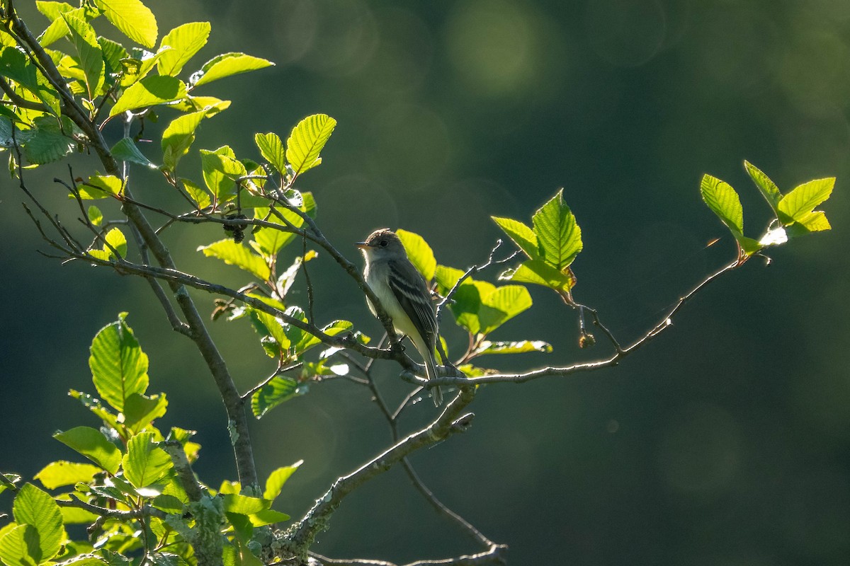 Least Flycatcher - ML638296561