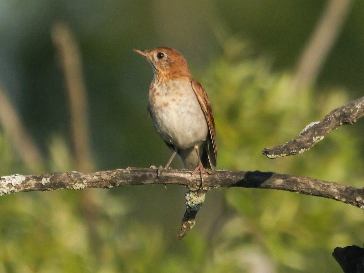 Veery - ML638296563