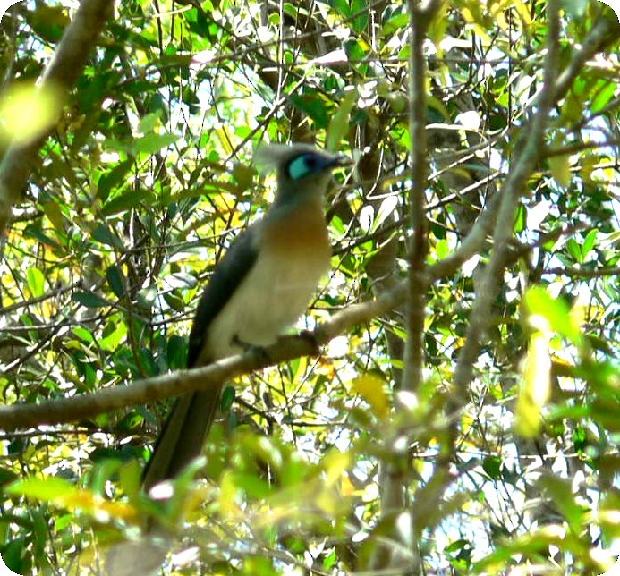 Crested Coua - ML638296564