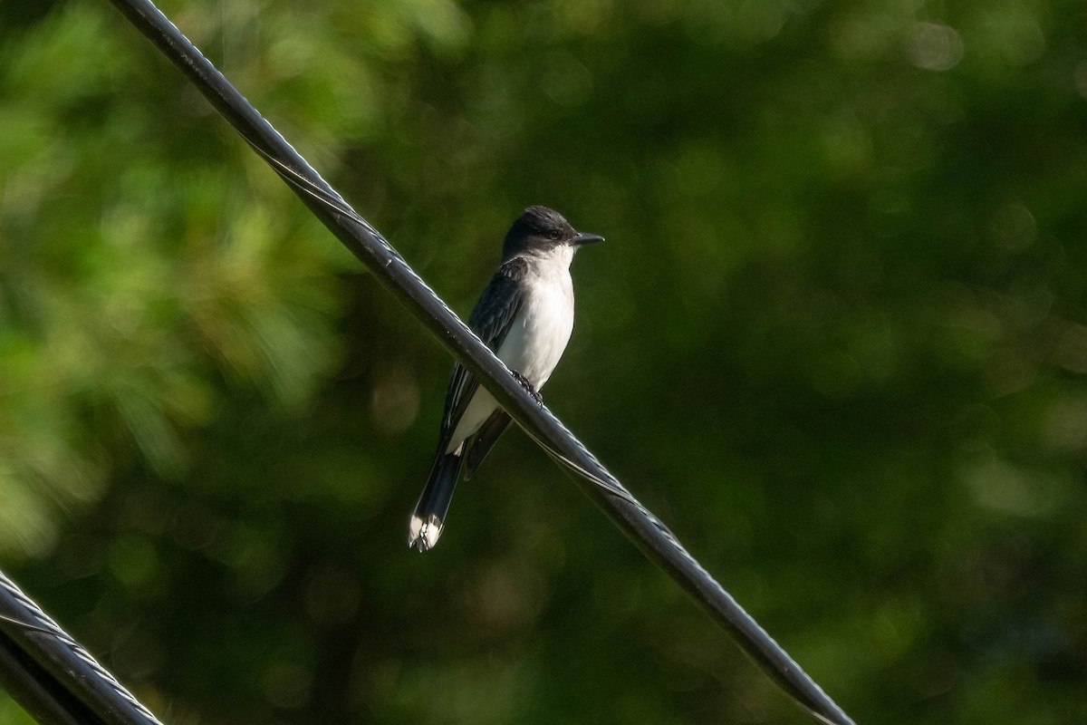 Eastern Kingbird - ML638296565