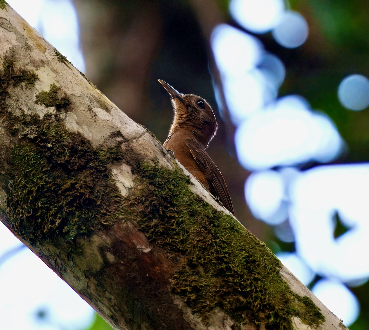 Plain-brown Woodcreeper - ML638296566