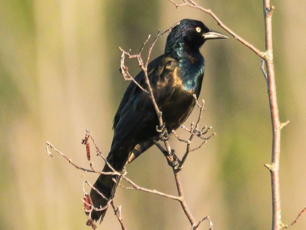 Common Grackle (Bronzed) - ML638296572
