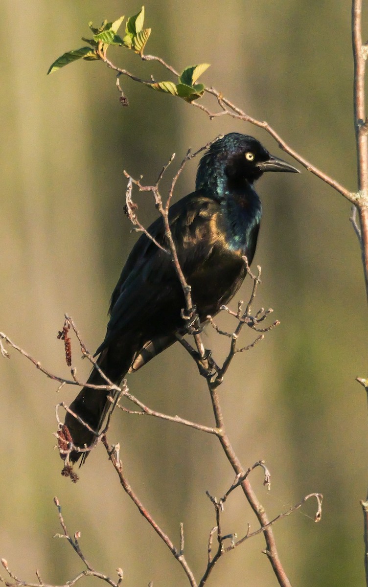 Common Grackle (Bronzed) - ML638296573